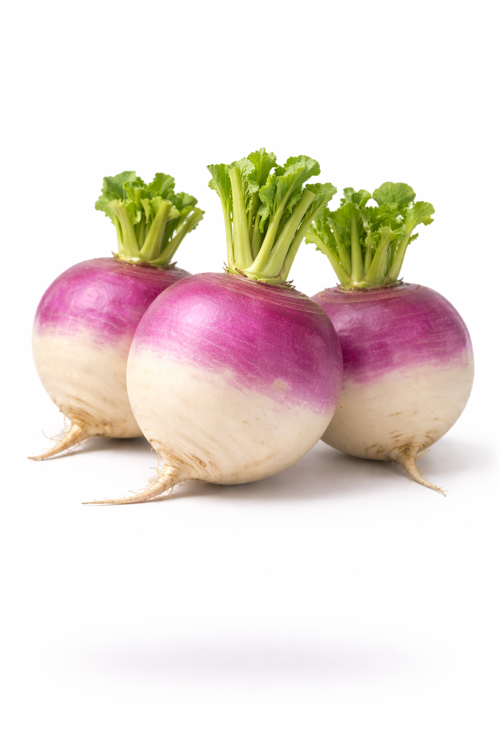 شلغم