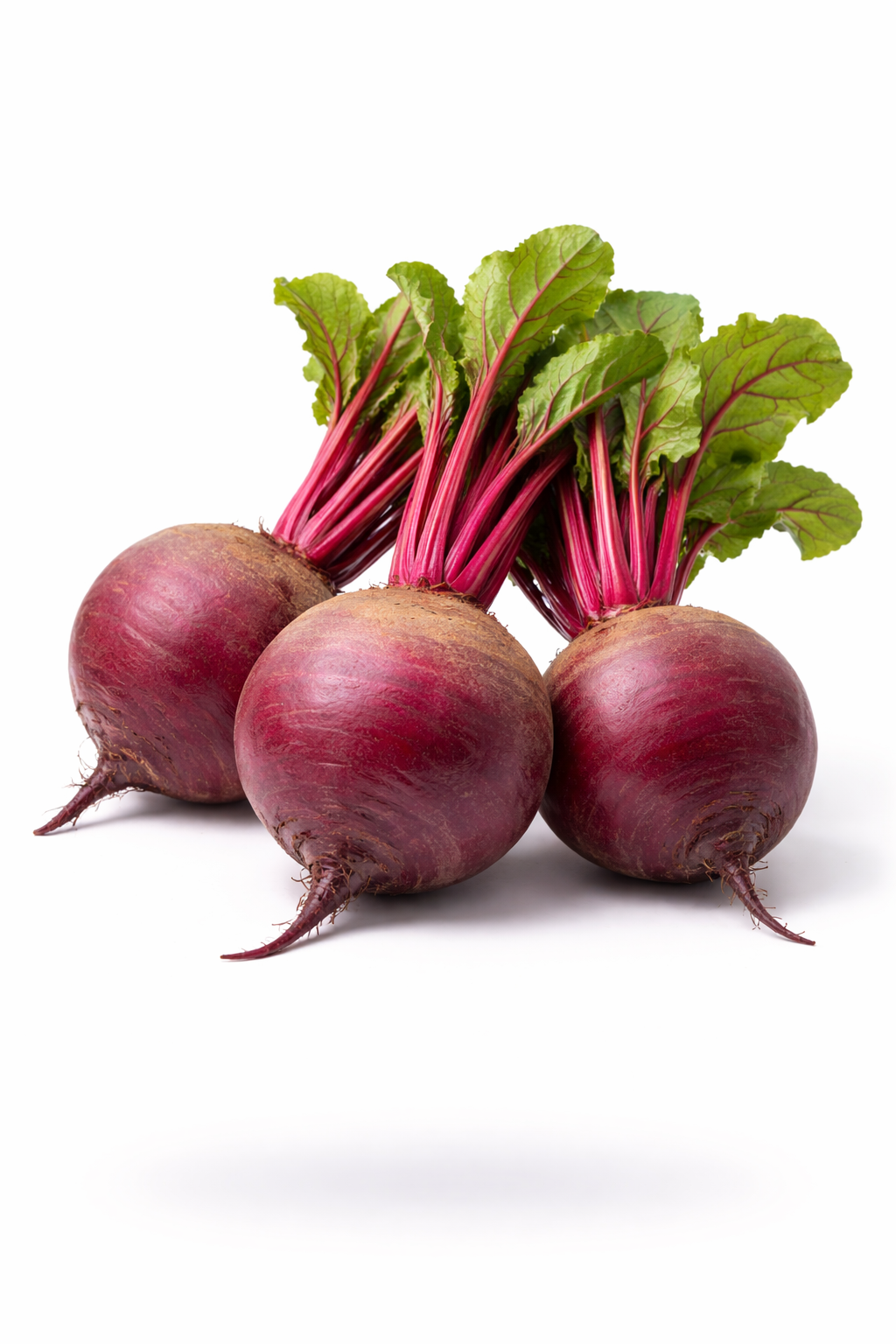 شونذر